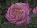 Kraljica Marija rose photo