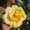 Halloween rose photo