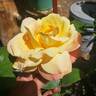 Halloween rose photo