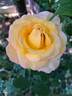 Henryane de Chaponay rose photo