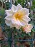 Diamant rose photo
