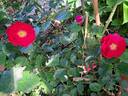 Mainaufeuer ® rose photo