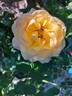 Henryane de Chaponay rose photo