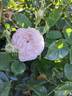 Cuisse de Nymphe Émue rose photo