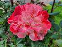 Hanky Panky rose photo