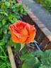 Doris Tysterman rose photo
