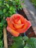 Doris Tysterman rose photo