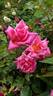 Bon Silène rose photo