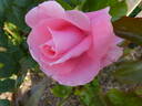 Lawinia rose photo