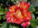 Harry Wheatcroft rose photo