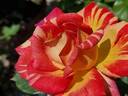 Harry Wheatcroft rose photo