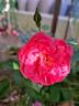 Les Quatre Saisons ® rose photo