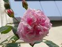 Grimpant Madame Léon Félix rose photo