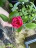 Tom Tom rose photo