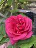 Tom Tom rose photo