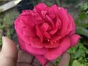 Tom Tom rose photo