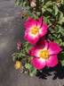 AKA 134-19 rose photo