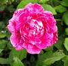 Commandant Beaurepaire rose photo