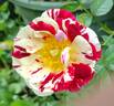 Roller Coaster rose photo