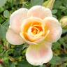 Tangerine Spritzzz!™ rose photo