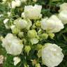 Sneprinsesse ® rose photo