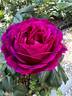 Eufemia rose photo