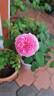 Bewitched rose photo