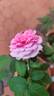 Bewitched rose photo