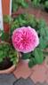 Bewitched rose photo