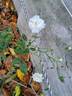 Annelies rose photo