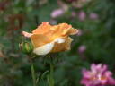 Arlequin rose photo