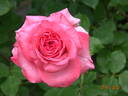 Arthur Rimbaud ® rose photo