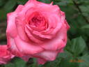 Arthur Rimbaud ® rose photo