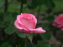 Arthur Rimbaud ® rose photo