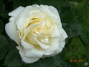 Frederic Chopin rose photo