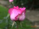Yves Piaget rose photo