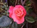 Signora rose photo