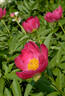 Friendship peony photo