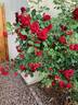 All Ablaze ™ rose photo