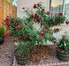 All Ablaze ™ rose photo
