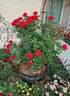 Crimson Bouquet ™ rose photo