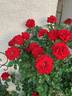 Crimson Bouquet ™ rose photo