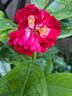 Rambling Rosie rose photo