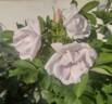 Mont Blanc rose photo