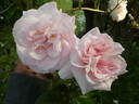Graciosa rose photo