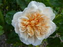 Charity rose photo