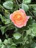 Pure Poetry ™ rose photo