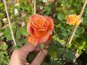 Thaïs rose photo