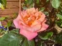 Signora rose photo