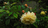 Jeri Jennings rose photo